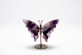 Amethyst Schmetterling